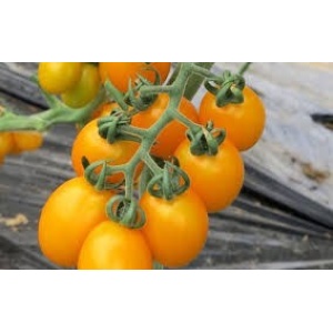 Pomodori Datterini Gialli - gr 500