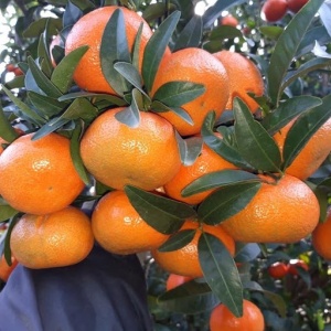 Clementine varietà Tango Italia