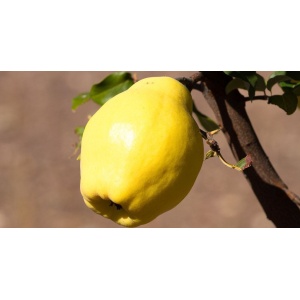Pere cotogne 1 kg