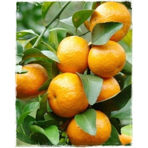 Mandarini Tardivo Ciaculli KG 1