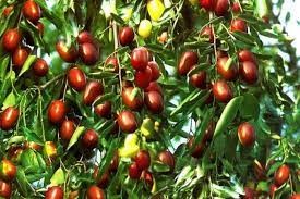 Giuggiole nostrane 500 gr Giuggiole nostrane 500 gr